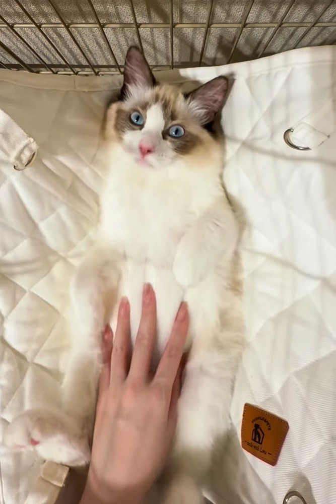 目をぱっちり開ける猫