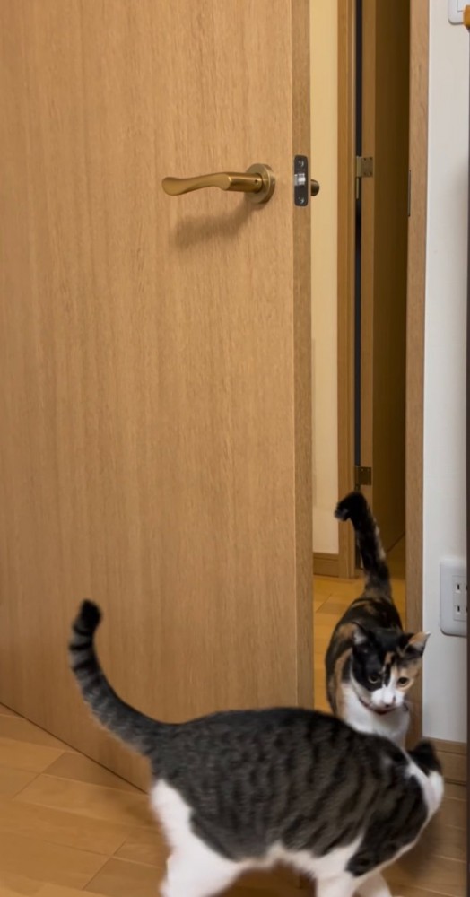 ドアの向こうへと歩いていく猫