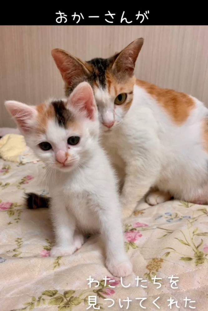 子猫の後ろにいる成猫