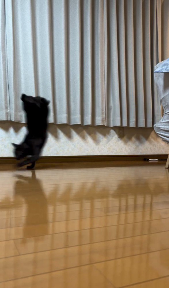 前足だけで走る猫3