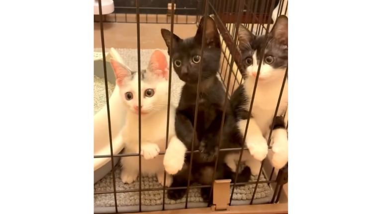 ケージの中にいた子猫たち