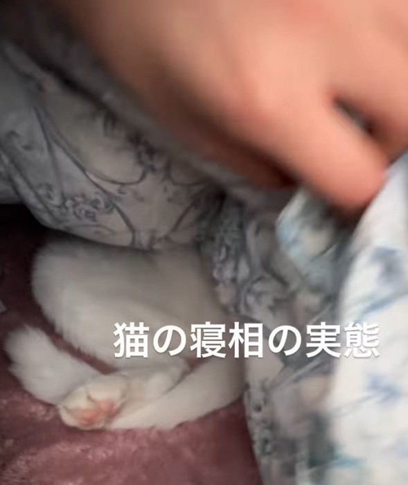 めくった布団の下から見える猫の足