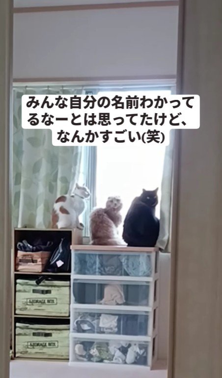 窓際の3匹の猫