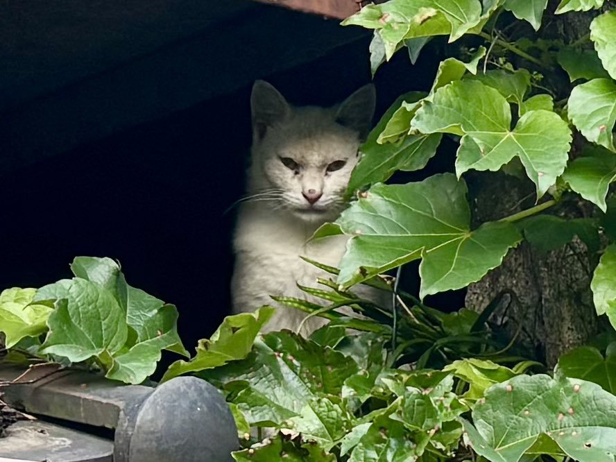 隠れている猫