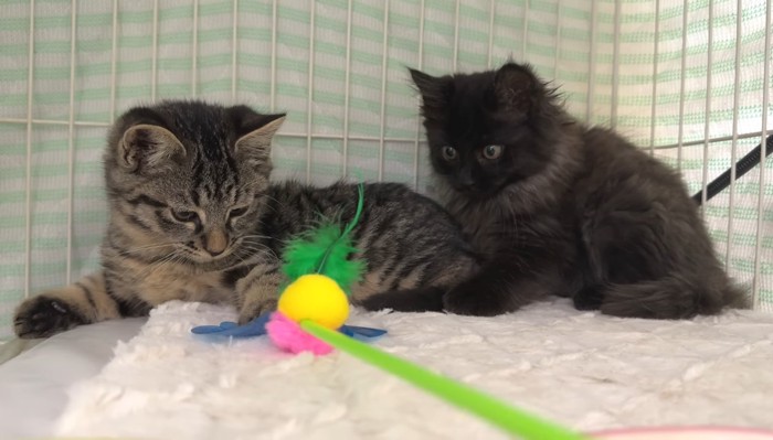 猫じゃらしで遊ぶふたり