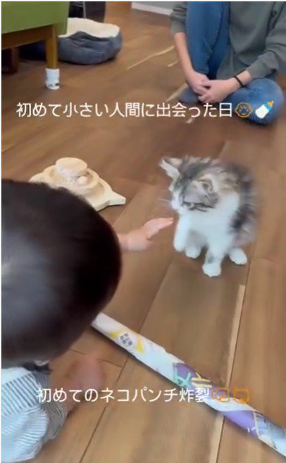 向き合っている子猫と赤ちゃん