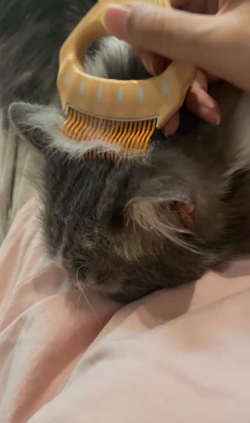 お腹の上でブラッシングされている長毛猫