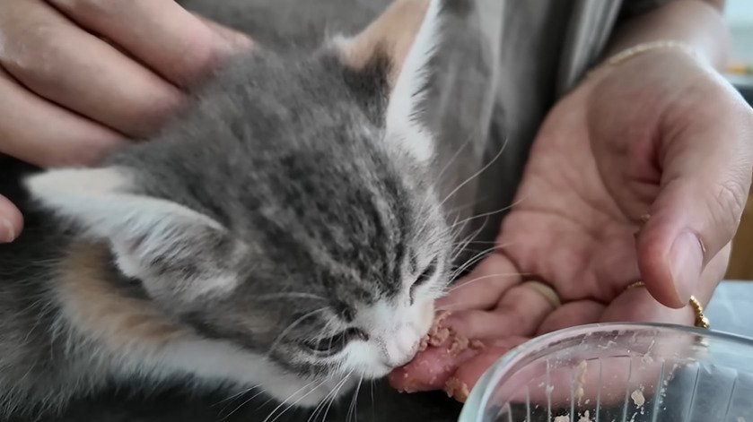 投稿主さんの手からごはんを食べる子猫
