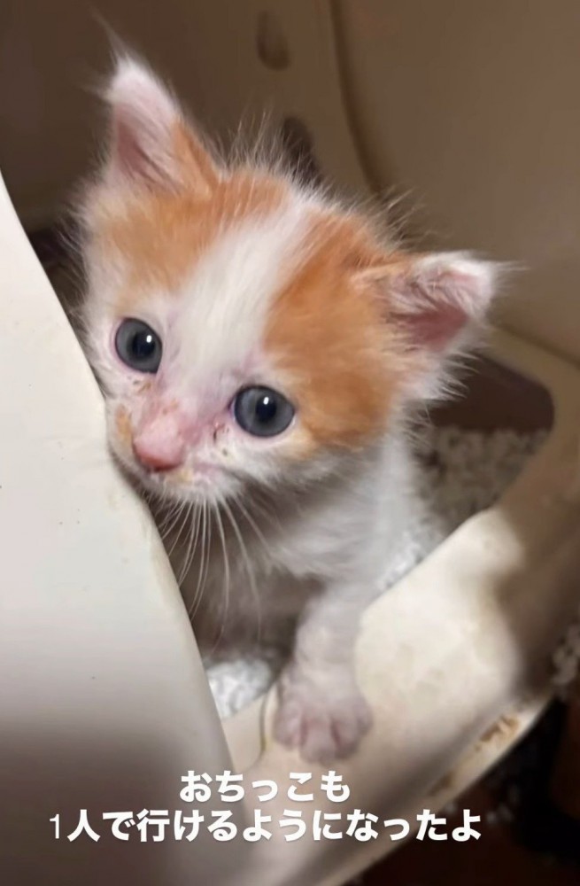猫トイレから顔を出す子猫