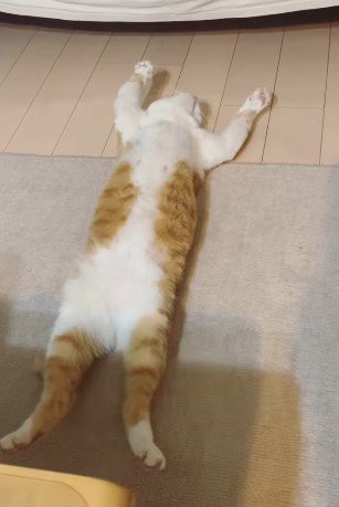 仰向けで伸びている猫