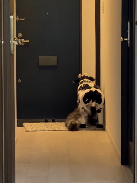 牛の人形と遊ぶ猫