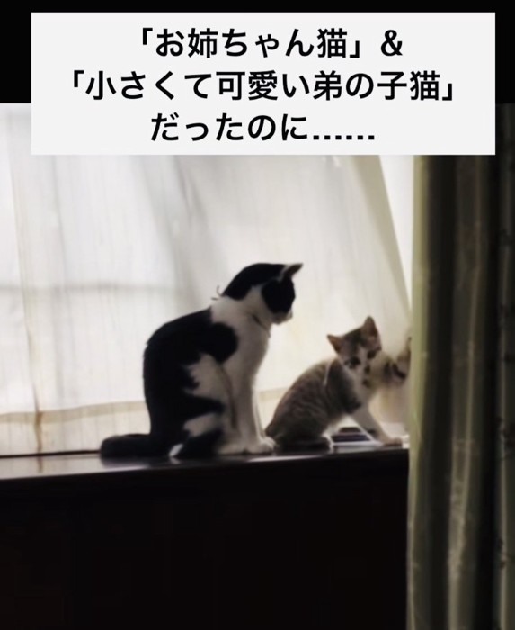 窓辺に座る黒白猫と子猫