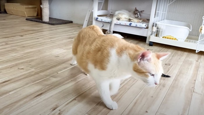 歩くむぎくん:よいしょと立ち上がり飼い主さんの元へ