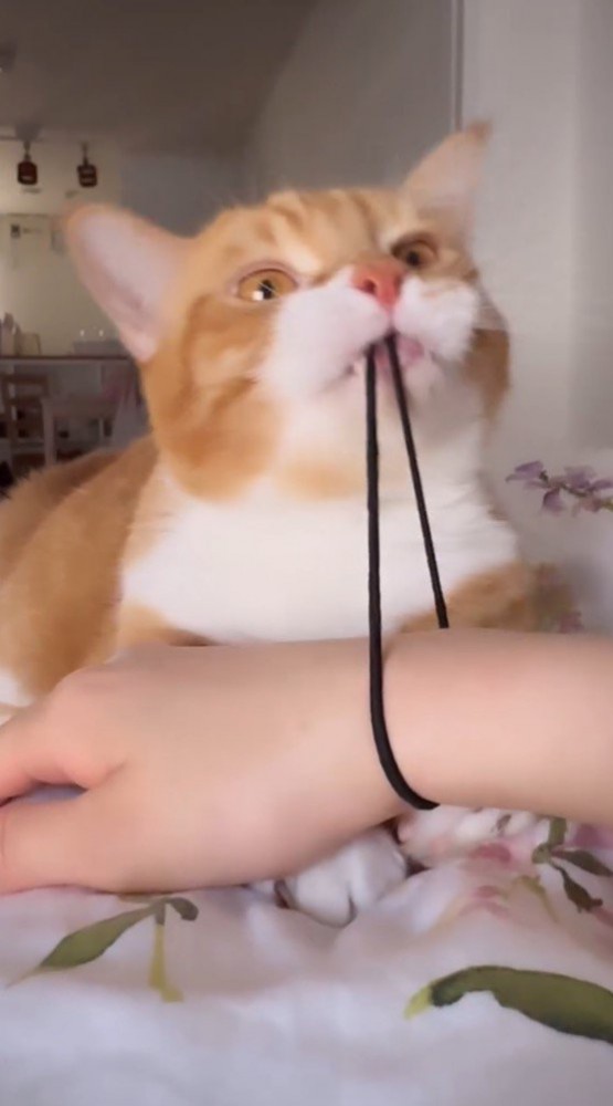 飼い主の腕に付いた髪ゴムを伸ばしていく猫