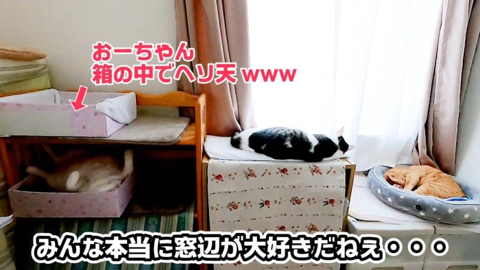 みんなでお昼寝