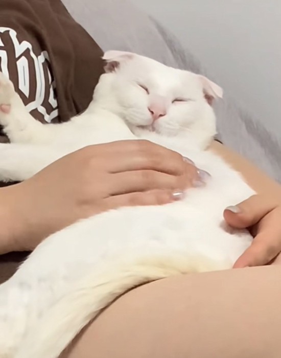 投稿主さんの足の上で寝る白猫