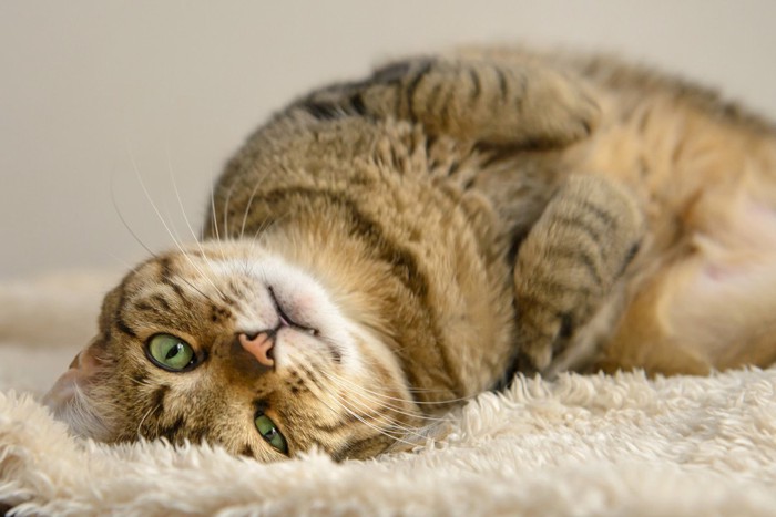 仰向けになる猫