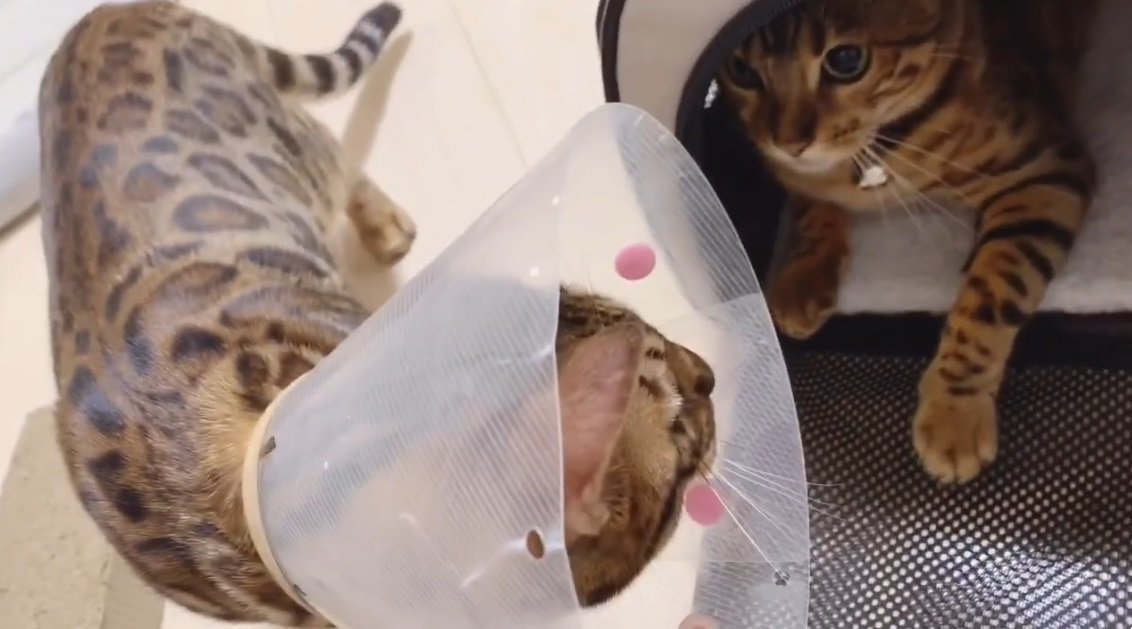 カラーをしている猫とキャリーの中の猫