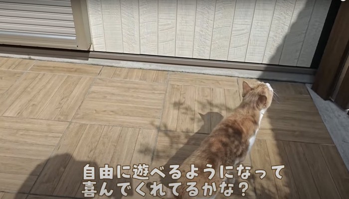 鳥を追う猫