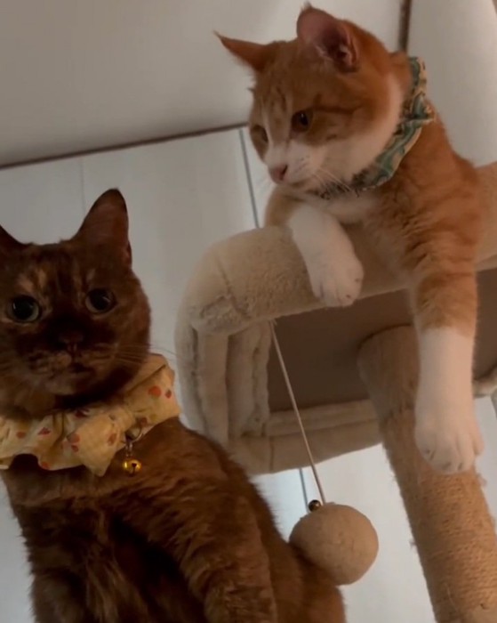 同居猫を見つめる猫