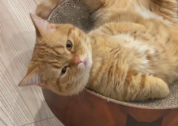 穏やかな顔で飼い主を見つめる猫