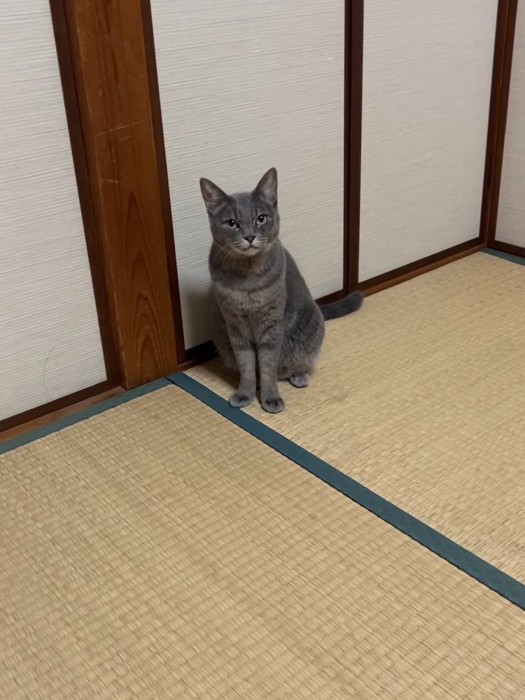 座って前を見る猫