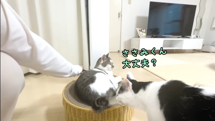 ささみくん大丈夫?