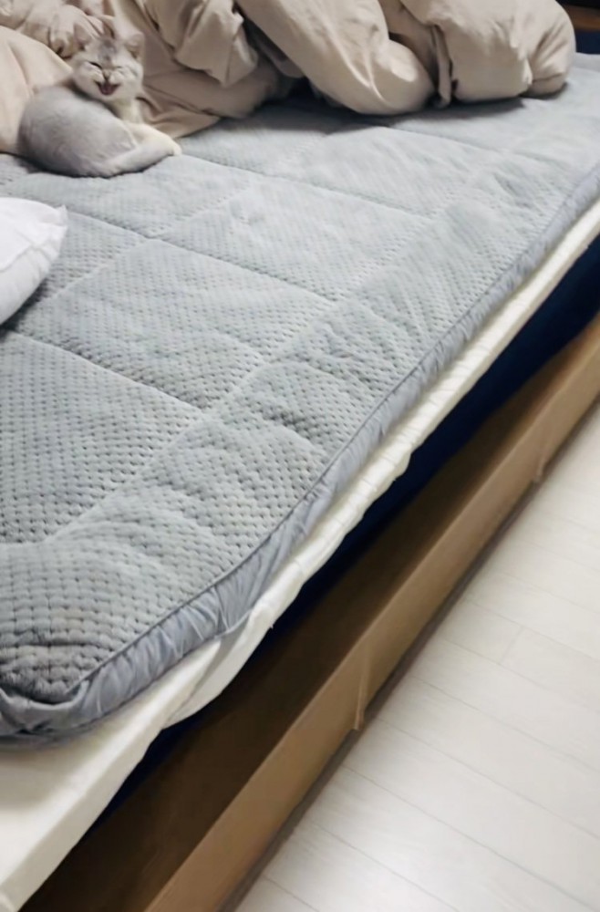 ベッドの上で鳴く子猫