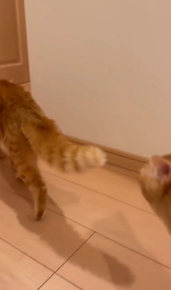 2匹の猫が歩いている