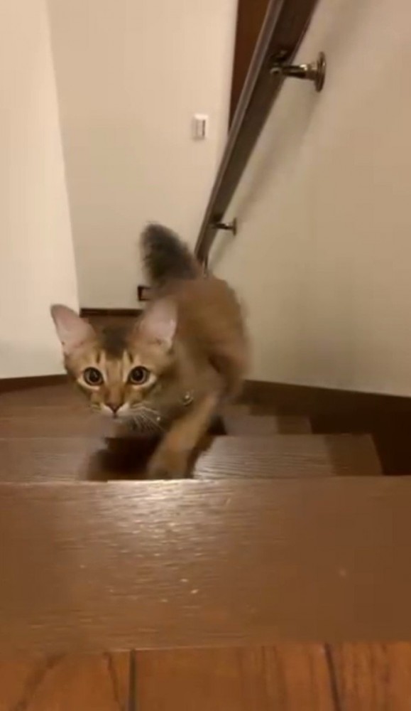 階段をのぼってくる猫6