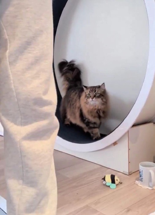 キャットホイールを使う猫