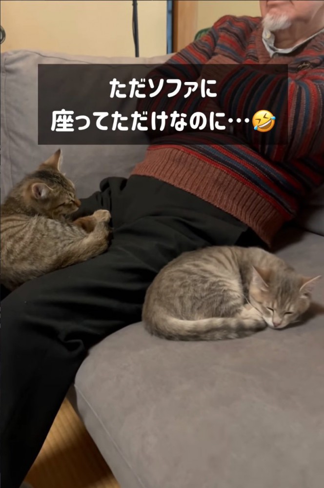 隣に座る子猫