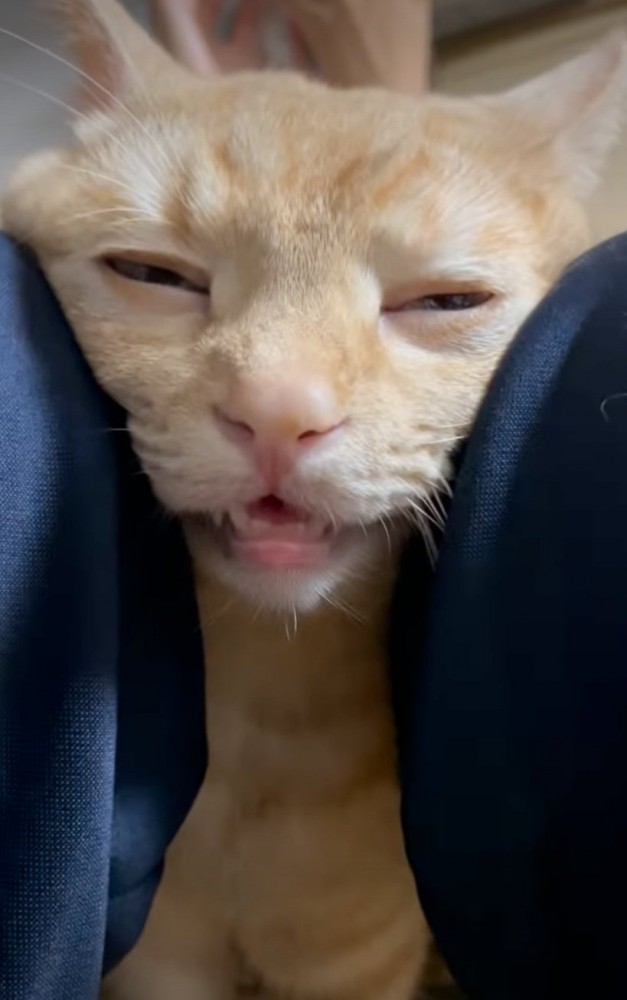 気持ちよさそうな猫