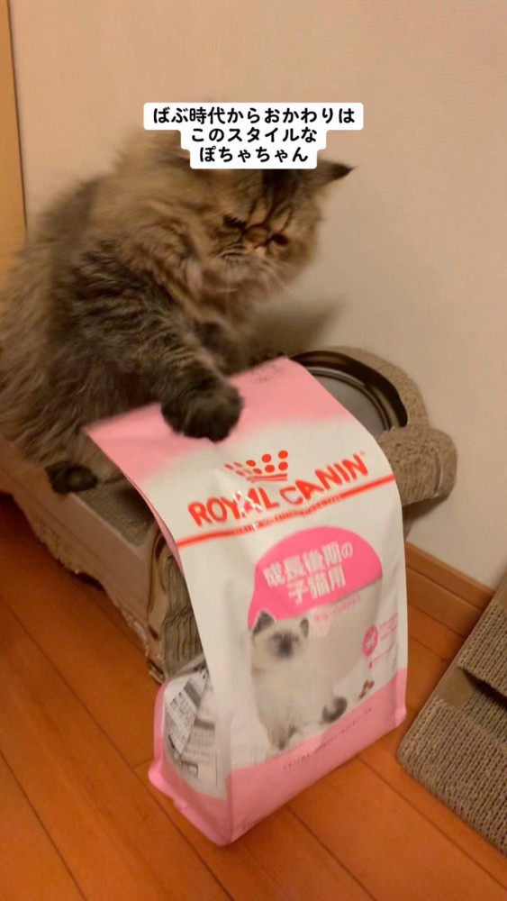 子猫時代に袋を叩いておかわりを催促するぽちゃちゃん