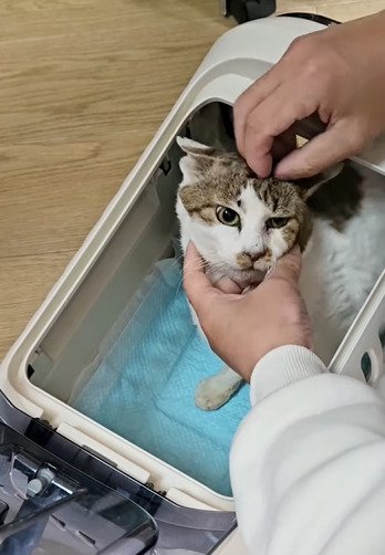 撫でられる猫