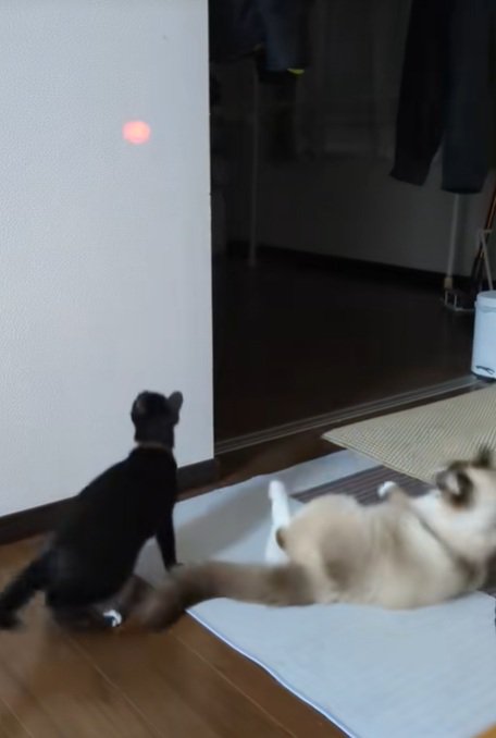 ぶつかる琥珀くん