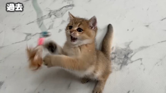 遊ぶ子猫のこたつくん