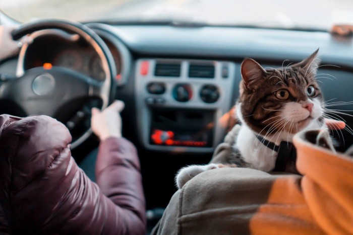 ドライブ中の猫