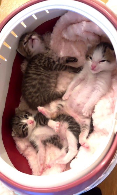 横になっている子猫たち