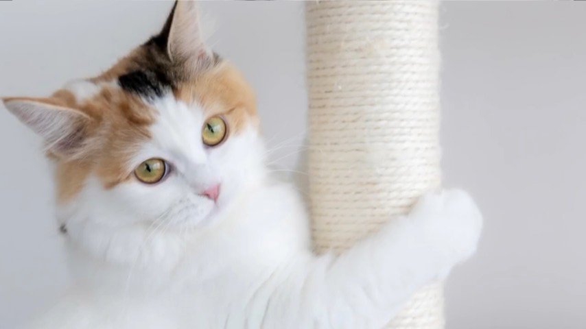 爪とぎをする猫