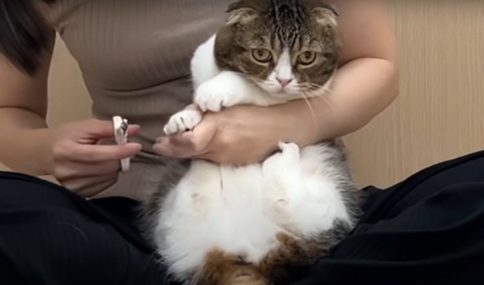 爪を切られる猫
