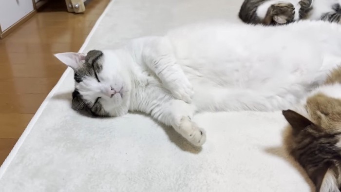 横たわる豆大福くん