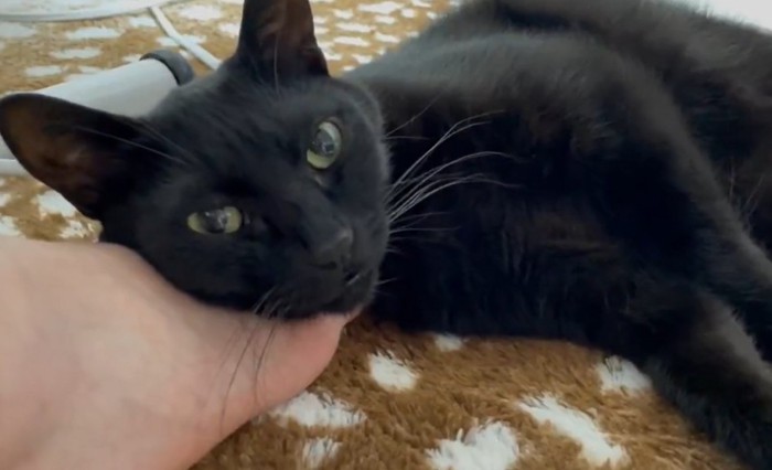 人の足の上に顔を乗せカメラ目線の猫