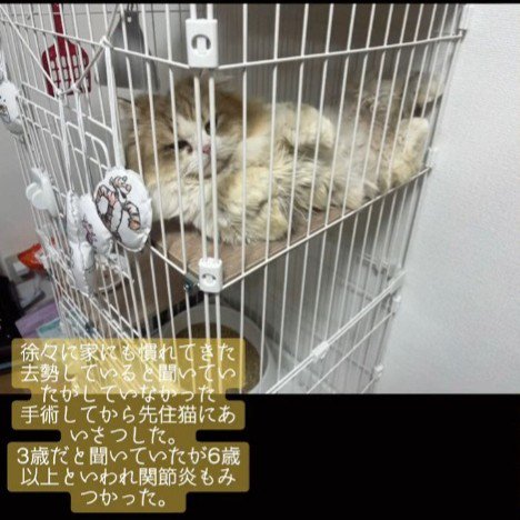 ケージの中にいる猫