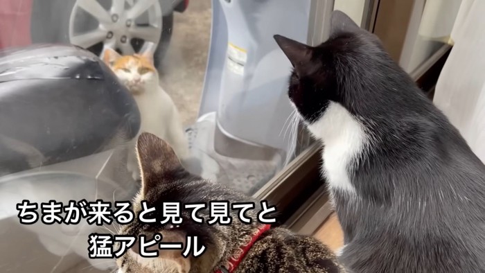 テロップ「ちまが来ると～」