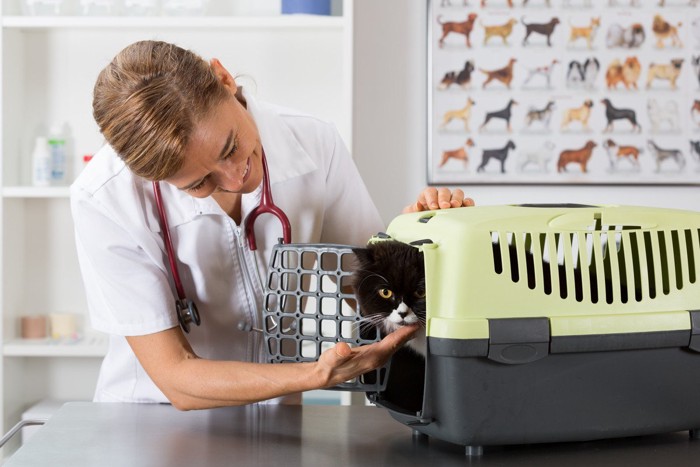 動物病院でキャリーから顔を出す猫