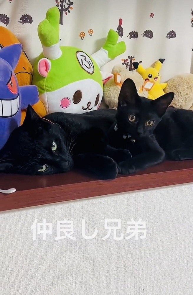 棚の上で寛ぐ2匹の黒猫