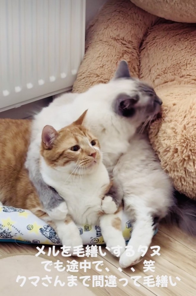 クマのぬいぐるみを毛繕いするラグドール