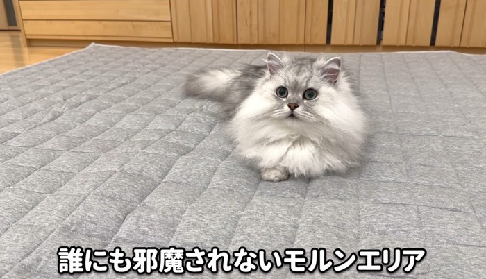 すわっている猫