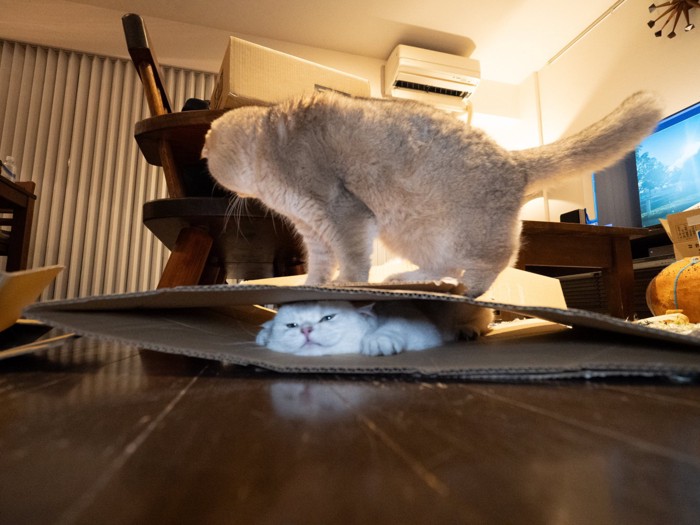 猫を踏んでいる猫